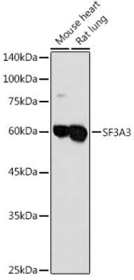 Western Blot: SF3A3 Antibody [NBP2-94076] - Western blot analysis of extracts of various cell lines, using SF3A3 antibody (NBP2-94076) at 1:1000 dilution. Secondary antibody: HRP Goat Anti-Rabbit IgG (H+L) at 1:10000 dilution. Lysates/proteins: 25ug per lane. Blocking buffer: 3% nonfat dry milk in TBST. Detection: ECL Basic Kit. Exposure time: 30s.